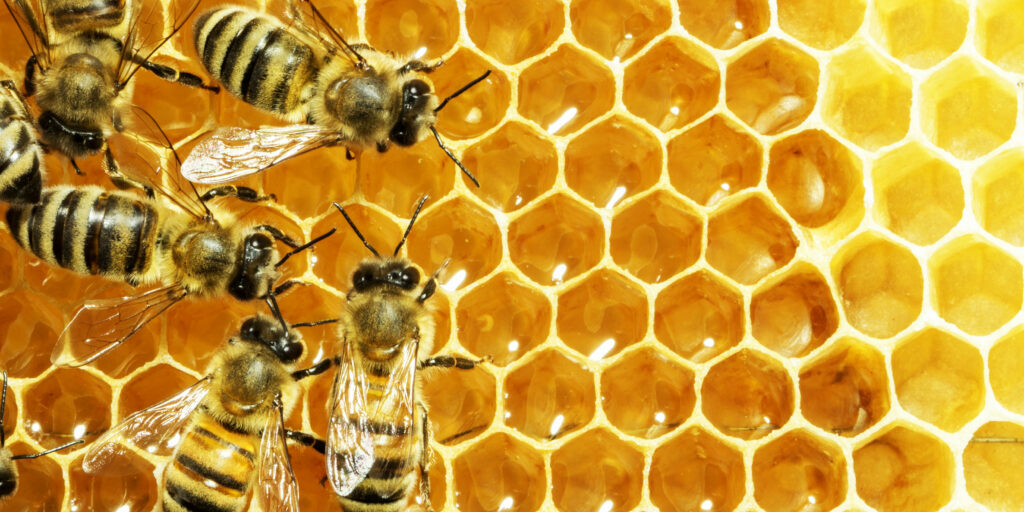 Close,Up,View,Of,The,Working,Bees,On,Honey,Cells